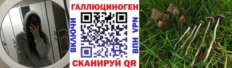 Галлюциногенные грибы Psilocybe  Баксан 